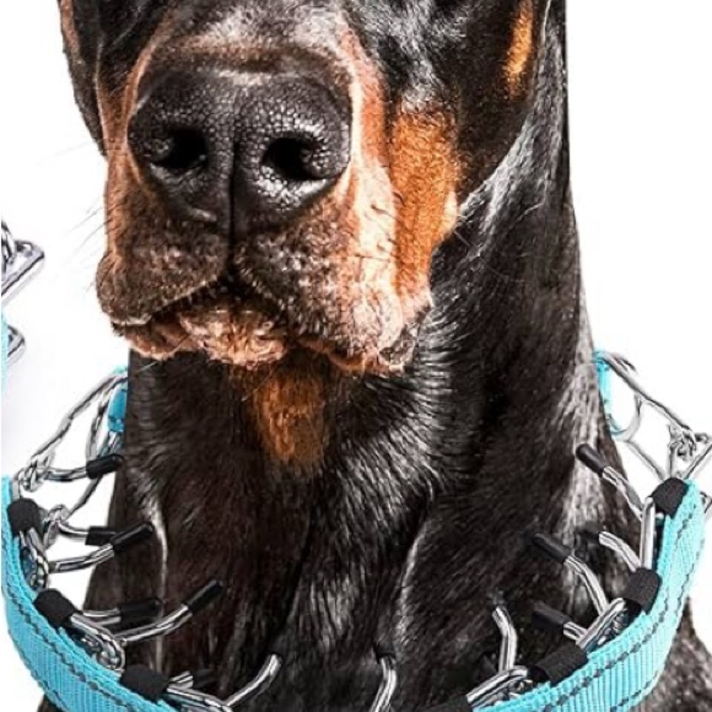 Premium Dog Prong Collar - Blue